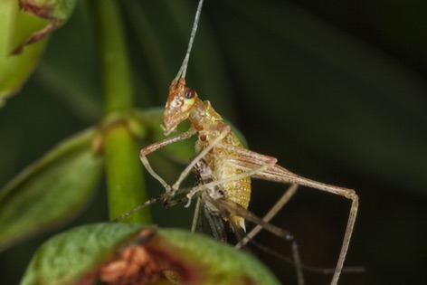 Neanide di Phaneroptera